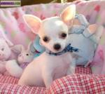 Magnifiques bebes chihuahua disponibles. - Miniature