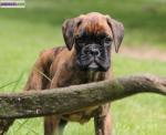 Chiot boxer lof - Miniature