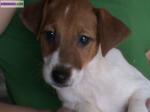 Chiots jack russel - Miniature