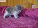 Chatons persans non loof - Miniature