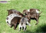 Chiots braque allemand lof a reserver - Miniature