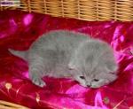 Chatons british - Miniature