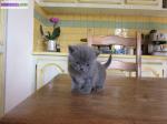 Bebe british shorthair a donner contre amour - Miniature