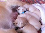 Chiots labrador - Miniature