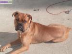  chiot type boxer - Miniature