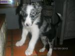 Chiot border collie - Miniature