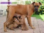 3 magnifiques chiots bouledogue anglais - Miniature