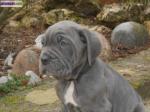 Chiots  matin de naples non lof - Miniature