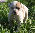 Bouledogue americain - Miniature