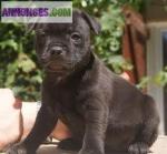 A réserver chiots staffordshire bull terrier - Miniature