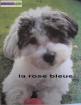 Type coton de tulear a réserver non lof - Miniature