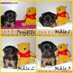 Magnifiques chiots de type yorkshire - Miniature