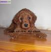 Type  caniche nain abricot non lof - Miniature