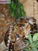 Serpent boa juvenile - Miniature