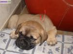 Bullmastiff - Miniature