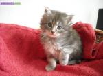 Adorables chaton maine coon disponible. - Miniature