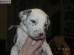 Chiots type dalmatien - Miniature