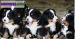 Chiots bouvier bernois l.o.f - Miniature