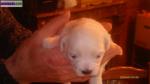 Chiots bichon type maltais - Miniature