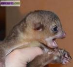 Bébé kinkajou pour adoption. - Miniature