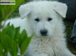 Chiots types berger blanc suisse - Miniature