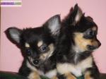 03 superbes chiots mini chihuahua type poils long - Miniature