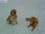 A reserver chiots labrador sable non lof - Miniature