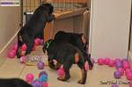 Magnifique chiot dobermann lof - Miniature