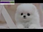  chiots spitz pomeranian miniature (theacup)  - Miniature