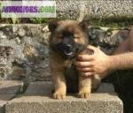 Chiots eurasier l.o.f - Miniature