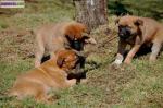 Chiots berger belge malinois à réserver - Miniature