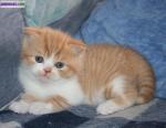 Chaton british/scottish - Miniature