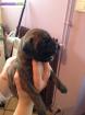 Chiot boxer - Miniature