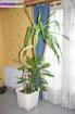 Yucca d'interieur 2  m - Miniature