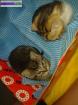 Chatons a donner - Miniature