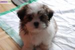 A reserver: superbe chiot femelle type shih tzu. - Miniature