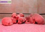 Chiots braques de weimar lof : - Miniature