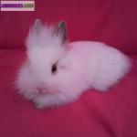 Lapin tete de lion angora - Miniature