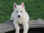 A donner magnifique a donner chiot siberian husky. - Miniature