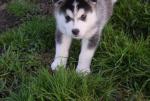 Jolie bebe chiot husky siberien - Miniature