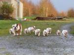 9 chiots bulldog anglais, 5 femelles et 4 mâles disponible. - Miniature