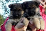 Adonner chiot type berger allemand femelle - Miniature