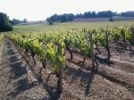 Vend vignoble cause santé - Miniature