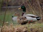 Male colvert/sauvagine - Miniature