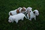   mes magnifiques chiots jack russel - Miniature