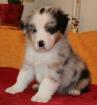 A donner jolie chiot berger australien femelle - Miniature