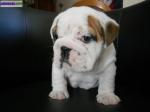 Bulldog anglais - Miniature