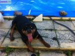 Rottweiler - Miniature